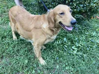 Annabelle, a female Golden Retriever for sale in Mount Airy, NC – 2 of 3