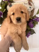 Copper, a male Golden Retriever for sale in Mount Airy, NC – 8 of 10