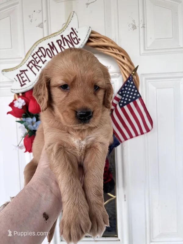 Oakley – Golden Retriever puppy for sale in Mount Airy, NC