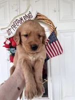 Oakley, a female Golden Retriever for sale in Mount Airy, NC – 1 of 10