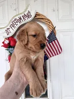 Oakley, a female Golden Retriever for sale in Mount Airy, NC – 7 of 10