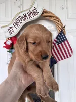 Zoe, a female Golden Retriever for sale in Mount Airy, NC – 2 of 9