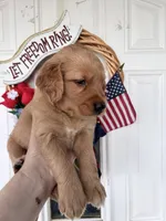 Oakley, a female Golden Retriever for sale in Mount Airy, NC – 2 of 10