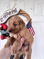 Harper, a female Golden Retriever for sale in Mount Airy, NC – 2 of 10