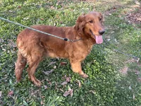 Ginger, a female Golden Retriever for sale in Mount Airy, NC – 7 of 8