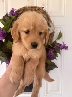 Buddy, a male Golden Retriever for sale in Mount Airy, NC – 3 of 10