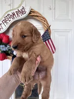 Harper, a female Golden Retriever for sale in Mount Airy, NC – 3 of 10