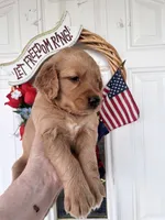 Oakley, a female Golden Retriever for sale in Mount Airy, NC – 4 of 10