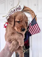 Shadow, a male Golden Retriever for sale in Mount Airy, NC – 8 of 10