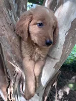Bobby, a male Golden Retriever for sale in Mount Airy, NC – 2 of 9