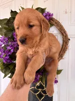 Martha, a female Golden Retriever for sale in Mount Airy, NC – Photo 7 of 9