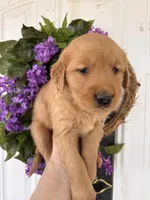 Martha, a female Golden Retriever for sale in Mount Airy, NC – Photo 4 of 9