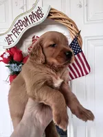 Daphine, a female Golden Retriever for sale in Mount Airy, NC – 8 of 10