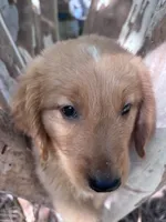 Bobby, a male Golden Retriever for sale in Mount Airy, NC – 6 of 9