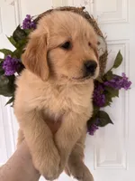 Charlie, a male Golden Retriever for sale in Mount Airy, NC – 7 of 10