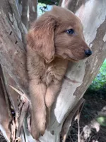 Bobby, a male Golden Retriever for sale in Mount Airy, NC – 3 of 9