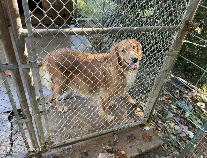 Annabelle – Golden Retriever puppy for sale in Mount Airy, NC