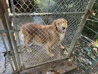 Annabelle, a female Golden Retriever for sale in Mount Airy, NC – 1 of 3