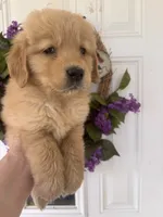 Ginger, a female Golden Retriever for sale in Mount Airy, NC – 4 of 8
