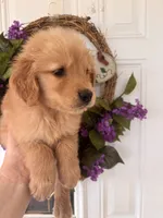 Buddy, a male Golden Retriever for sale in Mount Airy, NC – 8 of 10
