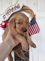 Zoe, a female Golden Retriever for sale in Mount Airy, NC – 7 of 9