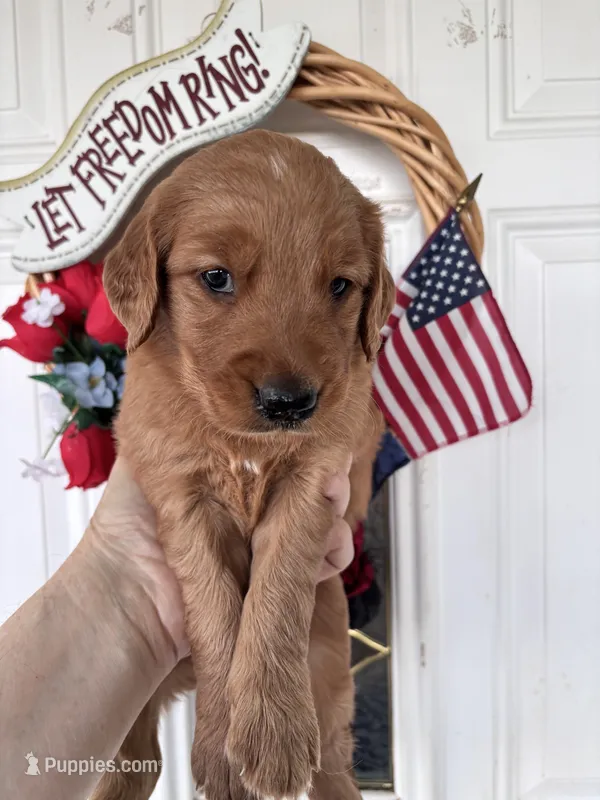 Rusty – Golden Retriever puppy for sale in Mount Airy, NC