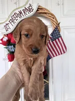 Rusty, a male Golden Retriever for sale in Mount Airy, NC – 1 of 10