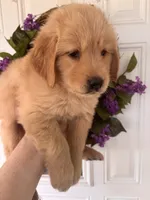 Charlie, a male Golden Retriever for sale in Mount Airy, NC – 2 of 10