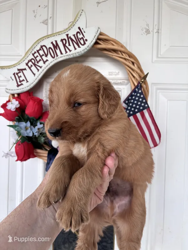 Harper – Golden Retriever puppy for sale in Mount Airy, NC