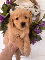 Rusty, a male Golden Retriever for sale in Mount Airy, NC – 2 of 8