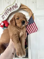 Callie, a female Golden Retriever for sale in Mount Airy, NC – 3 of 10