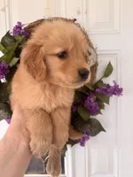 Buddy, a male Golden Retriever for sale in Mount Airy, NC – 5 of 10