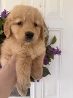 Ginger, a female Golden Retriever for sale in Mount Airy, NC – 1 of 8