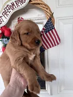 Daphine, a female Golden Retriever for sale in Mount Airy, NC – 3 of 10