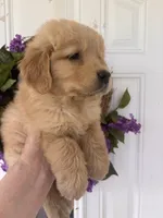 Ginger, a female Golden Retriever for sale in Mount Airy, NC – 5 of 8