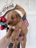 Harper, a female Golden Retriever for sale in Mount Airy, NC – 5 of 10
