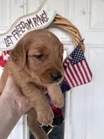 Rusty, a male Golden Retriever for sale in Mount Airy, NC – 8 of 10