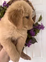 Charlie, a male Golden Retriever for sale in Mount Airy, NC – 5 of 10