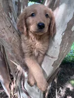 Bobby, a male Golden Retriever for sale in Mount Airy, NC – 4 of 9