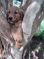 Clarence, a male Golden Retriever for sale in Mount Airy, NC – 2 of 10