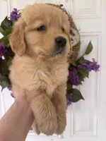 Ginger, a female Golden Retriever for sale in Mount Airy, NC – 2 of 8