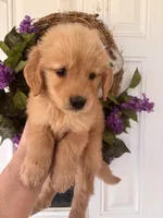 Buddy, a male Golden Retriever for sale in Mount Airy, NC – 2 of 10