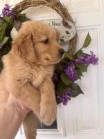Rusty, a male Golden Retriever for sale in Mount Airy, NC – 3 of 8