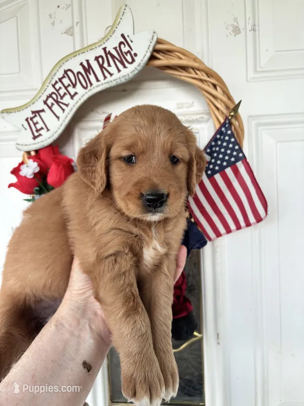 Callie – Golden Retriever puppy for sale in Mount Airy, NC