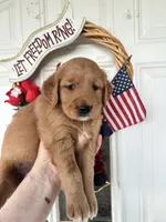 Callie, a female Golden Retriever for sale in Mount Airy, NC – 1 of 10