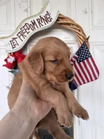 Zoe, a female Golden Retriever for sale in Mount Airy, NC – 4 of 9