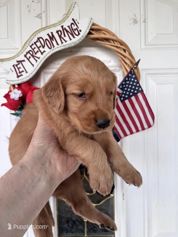 Zoe – Golden Retriever puppy for sale in Mount Airy, NC