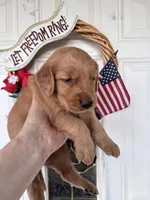 Zoe, a female Golden Retriever for sale in Mount Airy, NC – 1 of 9