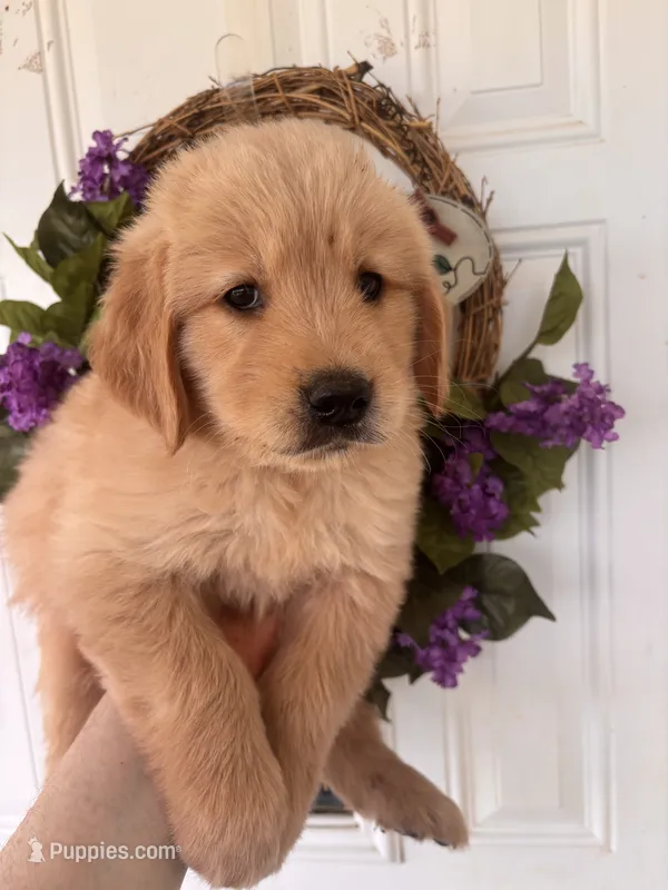 Charlie – Golden Retriever puppy for sale in Mount Airy, NC
