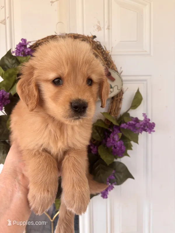 Buddy – Golden Retriever puppy for sale in Mount Airy, NC
